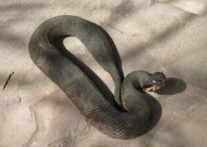 Snakes