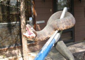 python wildlife