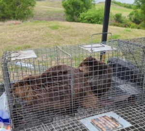 Harris County Animal Control