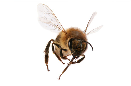 Bat Removal Services for Galveston & The Greater Houston Area