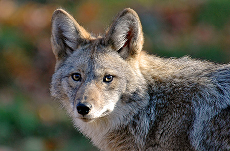 Coyote removal and deterrence in League City 77573–77574 | Call (281) 399-2666