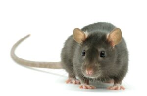 Guaranteed Pasadena Rodent Removal