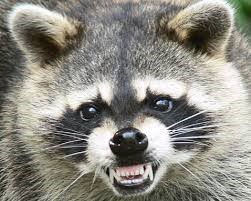 Raccoon Removal Pasadena & Harris 