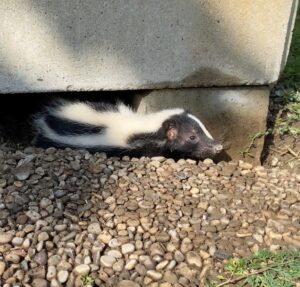 Galena Park Skunk Removal