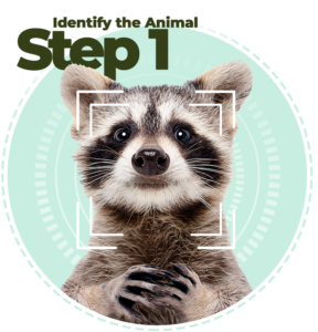 Highly Effective Wildlife Removal in Houston