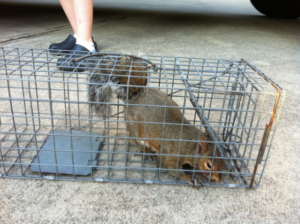 Houston Raccoon Removal