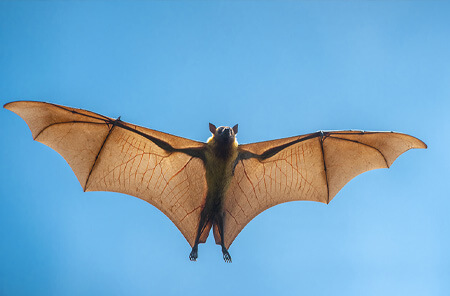 Bat Removal Houston TX