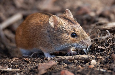 Mouse