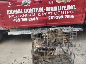 Animal Control
