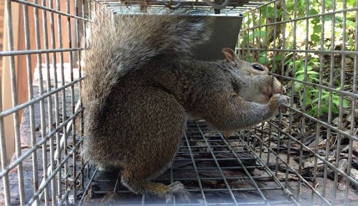 Squirrel removal technician in Galveston attic sealing entry points | Call (281) 399-2666