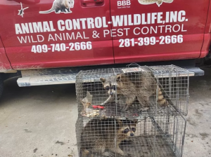 Animal Control