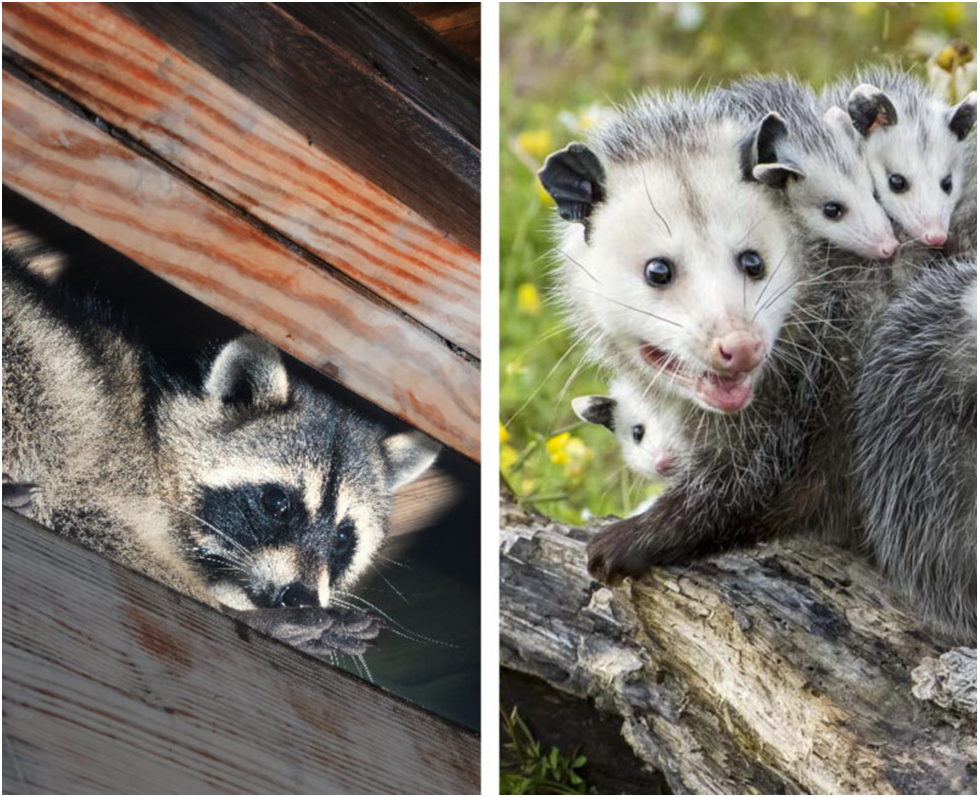 Raccoons and Possums