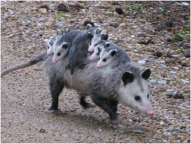 Opossum proofing and crawlspace sealing in Galveston 77555 | Call (281) 399-2666