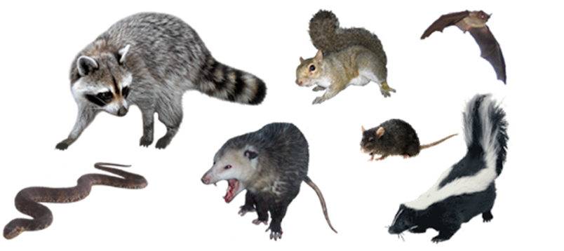 Rodent Removal