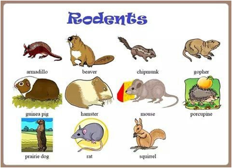 Rodents
