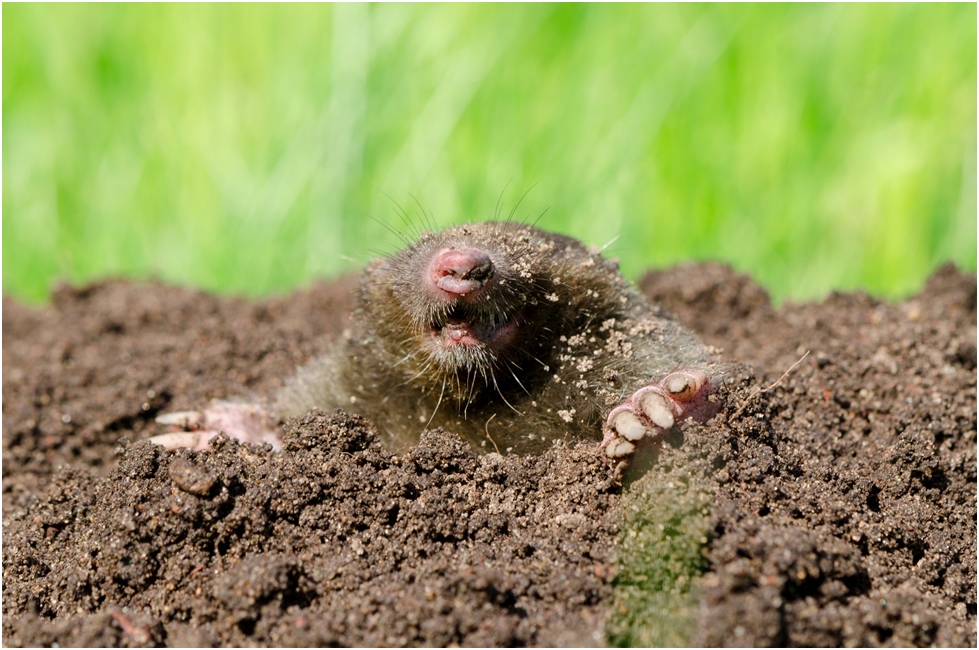 Moles
