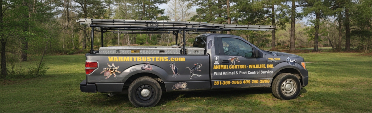 Varmit Busters wildlife removal service truck in Galveston and Houston area