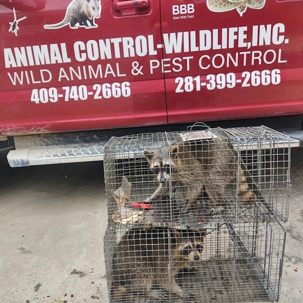 Wildlife Removal Technician Serving Houston and Galveston