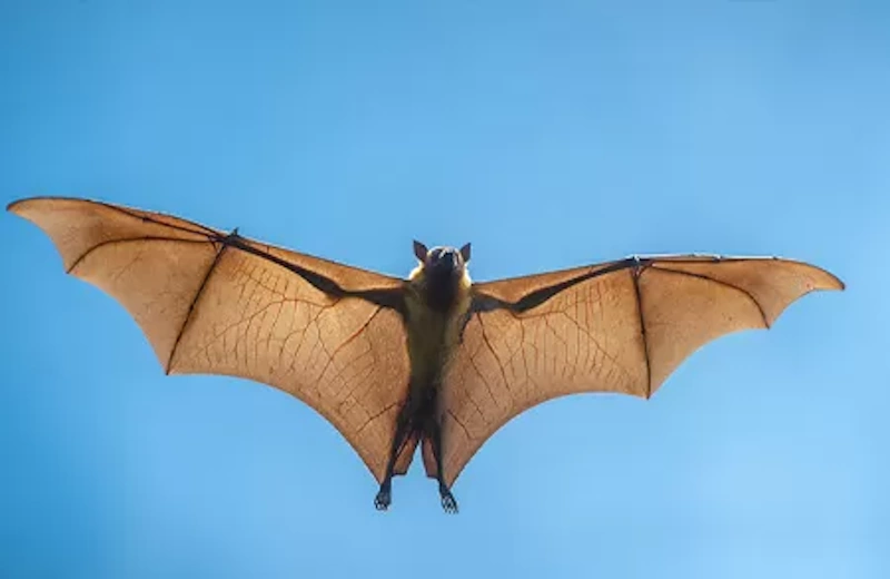 bat removal service in galveston tx call 281-399-2666