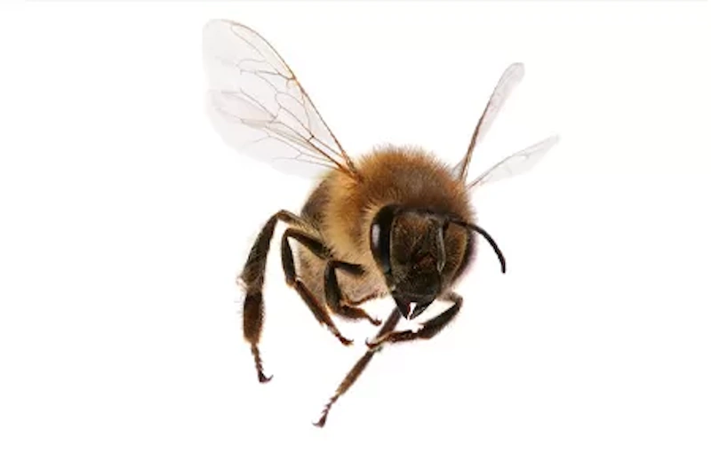 bees and wasps removal service in galveston tx call 281-399-2666