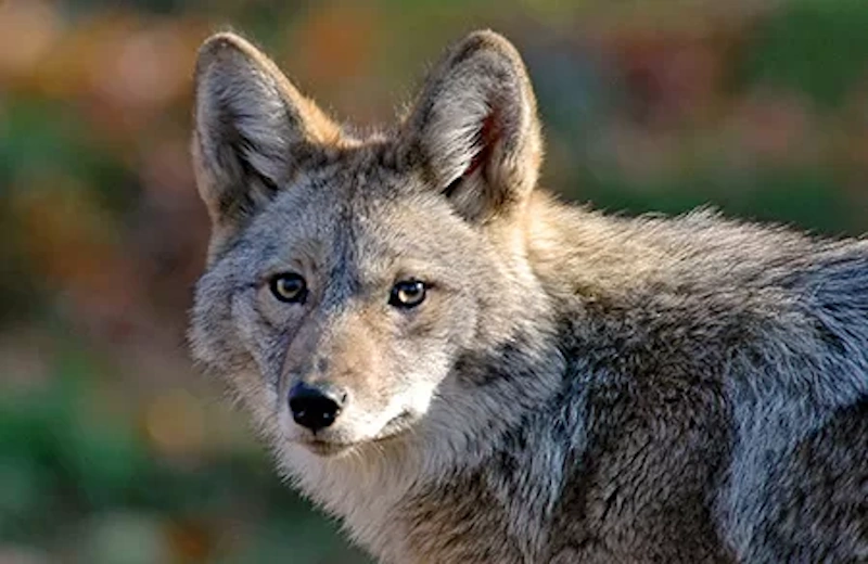 coyote control service in galveston tx call 281-399-2666