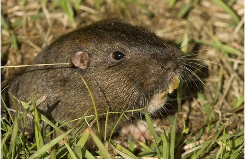 gopher removal service in galveston tx call 281-399-2666