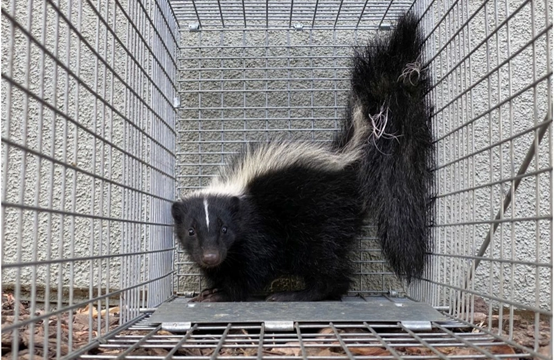 skunk removal service in galveston tx call 281-399-2666