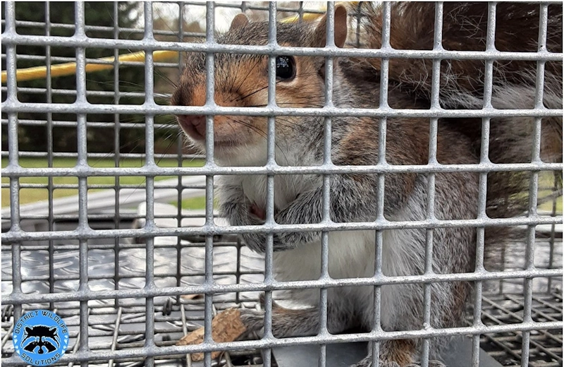 squirrel removal service in galveston tx call 281-399-2666