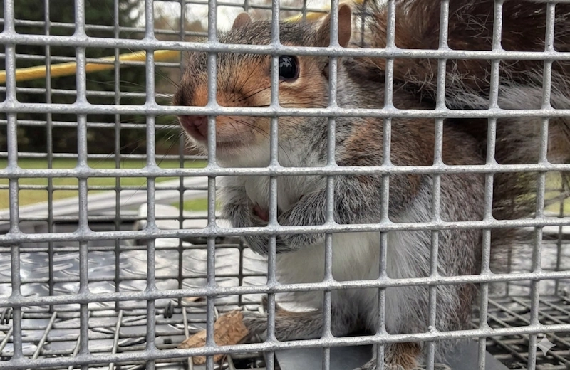 squirrel removal from attics roofs and wall spaces in southeast texas